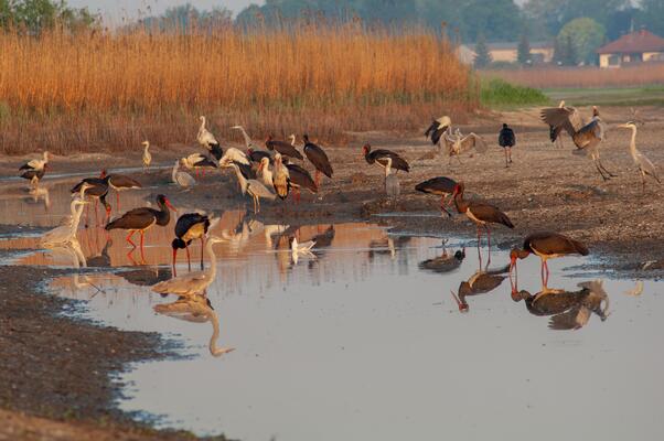 Schwarzstörche und Reiher an einer Wasserstelle, im Hintergrund braunes Schilf