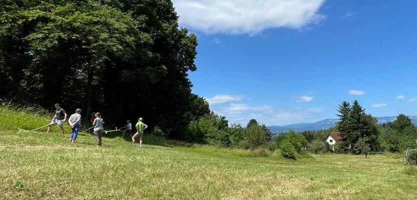 mehrere Personen arbeiten mit Sensen auf einer Wiese