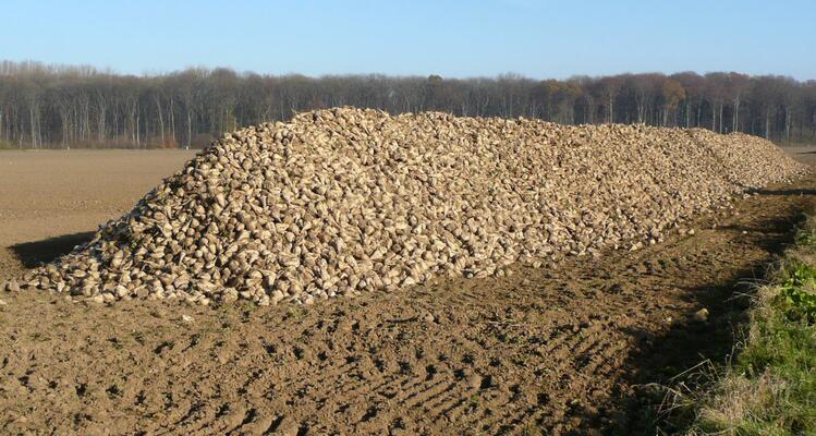 Zuckerrüben auf einem riesigen Haufen