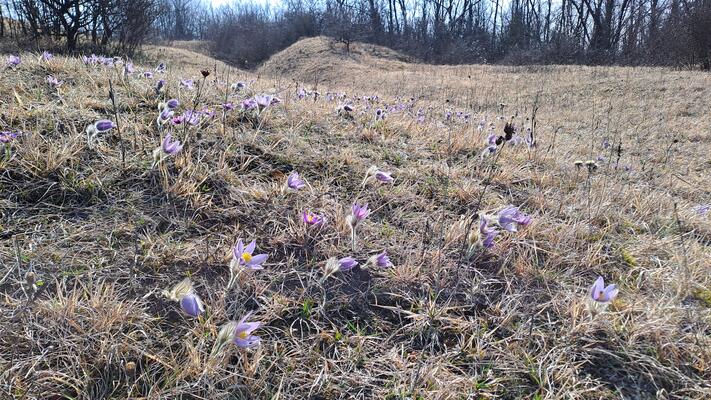 violette Blüten auf einer braunen Wiese