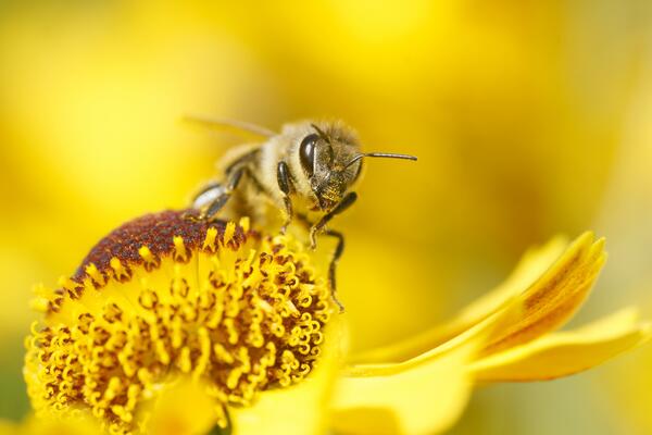 Biene auf gelber Blume