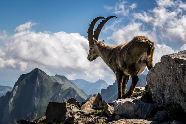 Steinbock