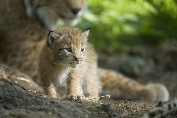 Luchs