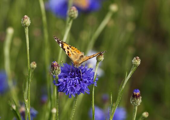 Distelfalter (Vanessa cardui)