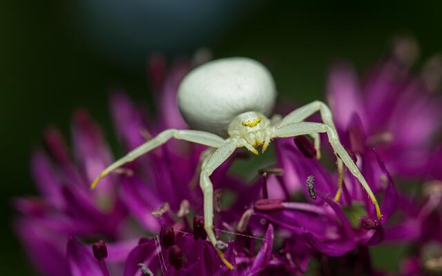 Blüten-Krabbenspinne auf einer Blüte auf der Lauer