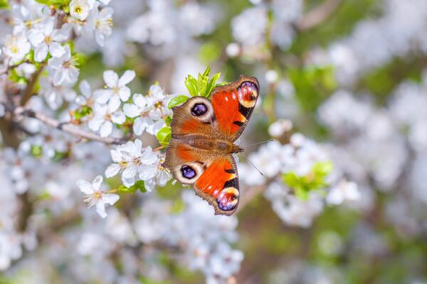 Schmetterling