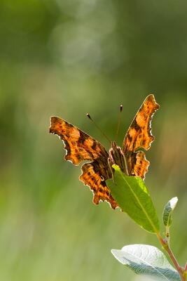 Schmetterling