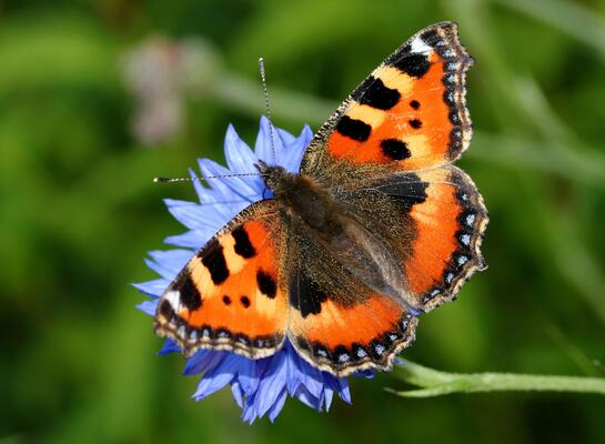 Schmetterling