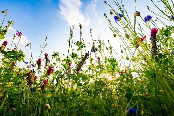 Blumenwiese Wildblumen Blüten Froschperspektive von unten Weitwinkel Klatschmohn Kornblume Wildblumen Himmel Sonne Licht Gräser Inkarnat-Klee Grün Kontrast Sommer Mai Juni Hintergrund bunt blau gelb