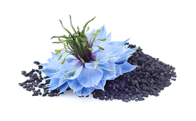 Schwarzkümmel, Blüte auf Kümmel und auf einem weißem Hintergrund