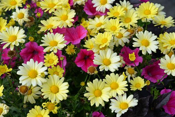 Gelbe Strauchmargeriten