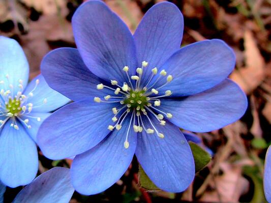 Leberblümchen (Hepatica nobilis)