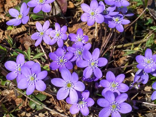 Leberblümchen (Hepatica nobilis)