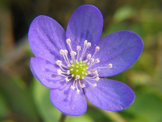 Leberblümchen (Hepatica nobilis)
