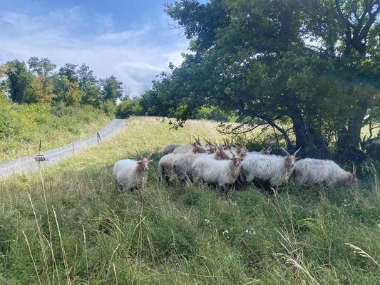 Tiere im Schatten