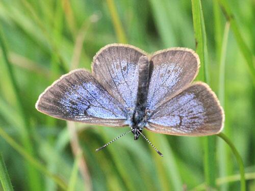 Schmetterling