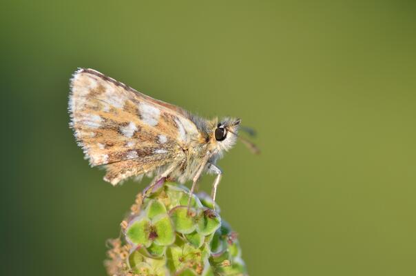 Schmetterling