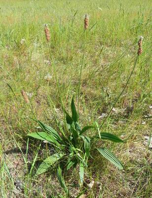 Spitzwegerich (Plantago lanceolata)