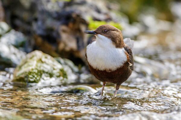 Wasseramsel