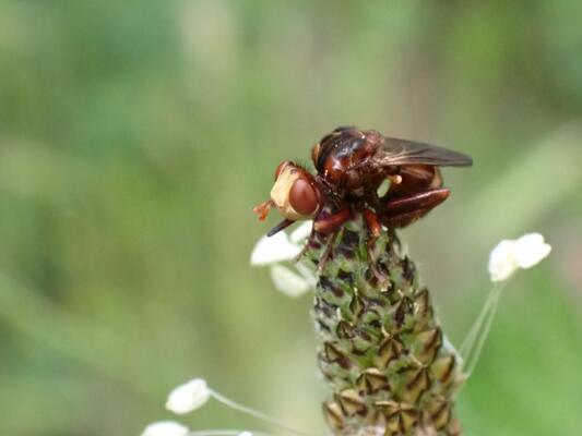 Fliege auf einer Blüte