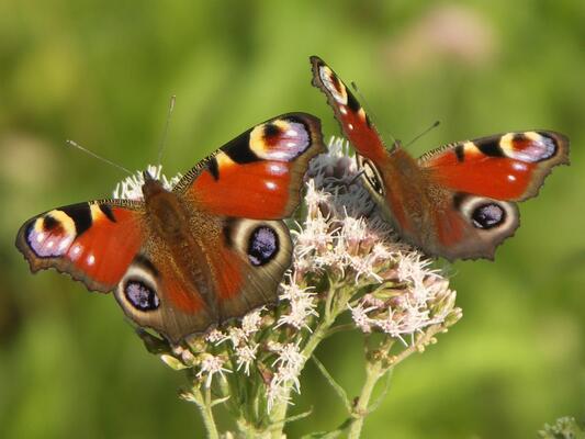 Schmetterling auf Blume   