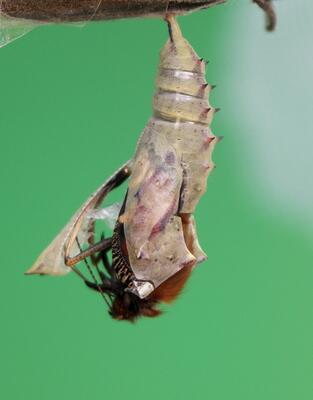 Ein Schmetterling schlüpft aus der Puppe 