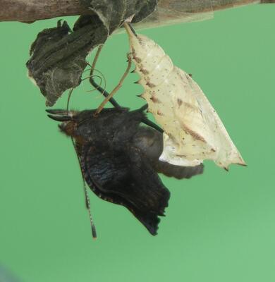 Ein Schmetterling schlüpft aus der Puppe 