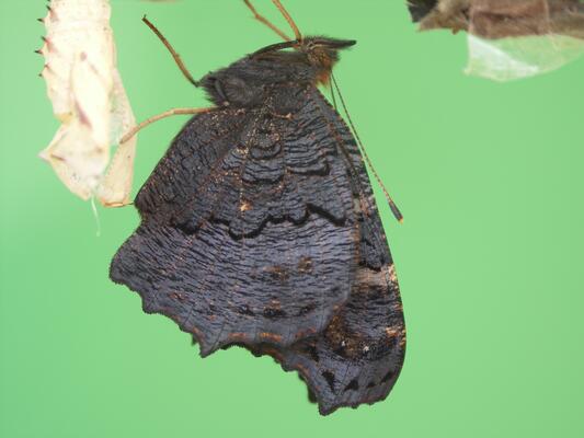 Ein Schmetterling schlüpft aus der Puppe 