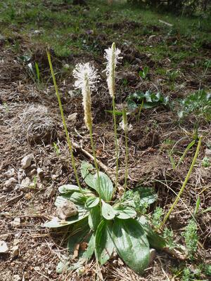 Blühender Mittlerer Wegerich auf Waldboden