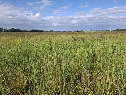 Weide mit hohem Grünen Gras unter blauem Himmel mit ein paar Wolken