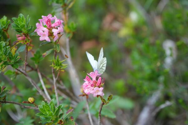 weißer Schmetterling auf rosa Blüten eines Kleinstrauchs