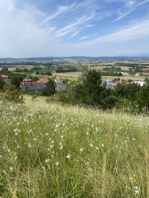 Blick über eine Wiese mit zarten weißen Blüten hinunter auf einen Ort mit Hecken und Häusern