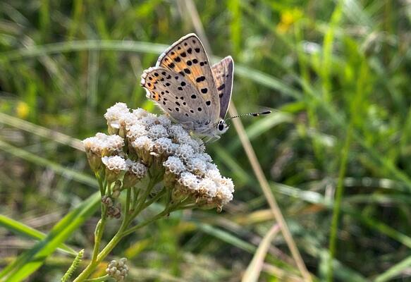 heller Schmetterling mit schwarzen und weißen Flecken auf einer weißen Blüte