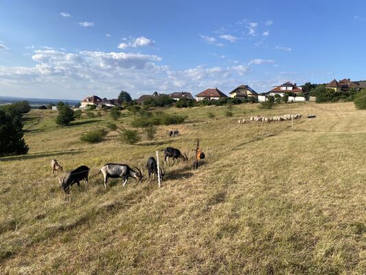 Weidetiere wie Ziegen und Schafe auf einer Wiese