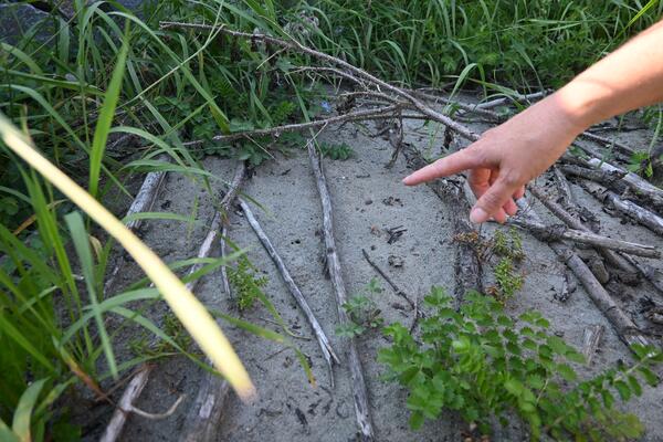 Eine Hand zeigt auf eine offene Sandfläche zwischen Gräsern und Totholz. -ein wichtiger Lebensraum für wärmeliebende Insekten und Wildbienen.