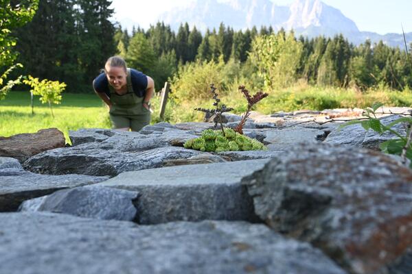 Eine Frau betrachtet eine Hauswurz-Pflanze (Sempervivum), die zwischen Steinen wächst; im Hintergrund sind eine grüne Wiese und bewaldete Hügel und Berge zu sehen.