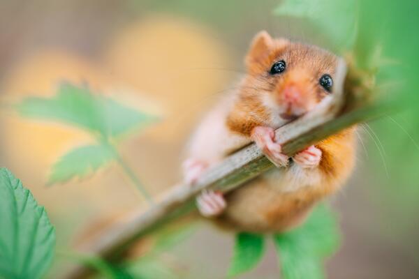 Haselmaus
