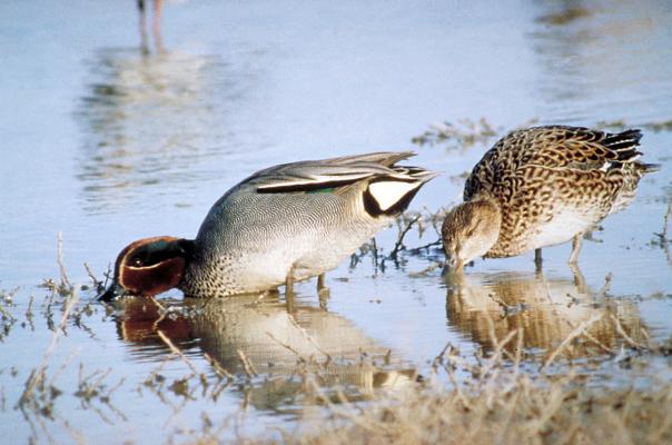 Enten auf der Durchreise