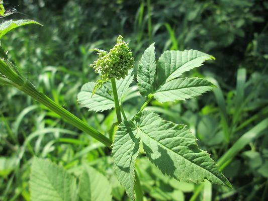 Wilde Pflanzen im Visier   Der Giersch