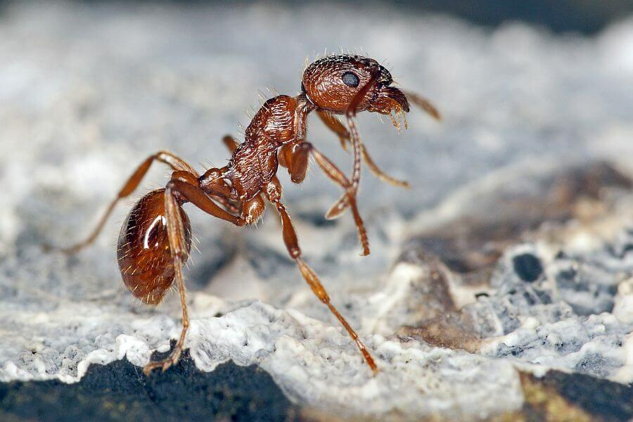 Myrmica_rubra_03_08-05-2012