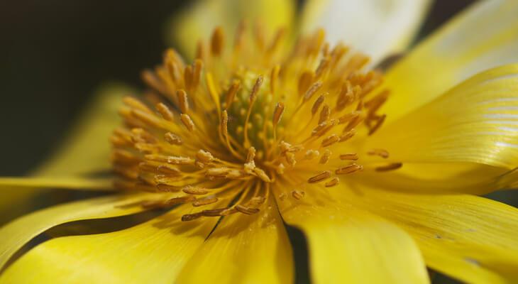 Detail der Blüte eines Adonisröschens