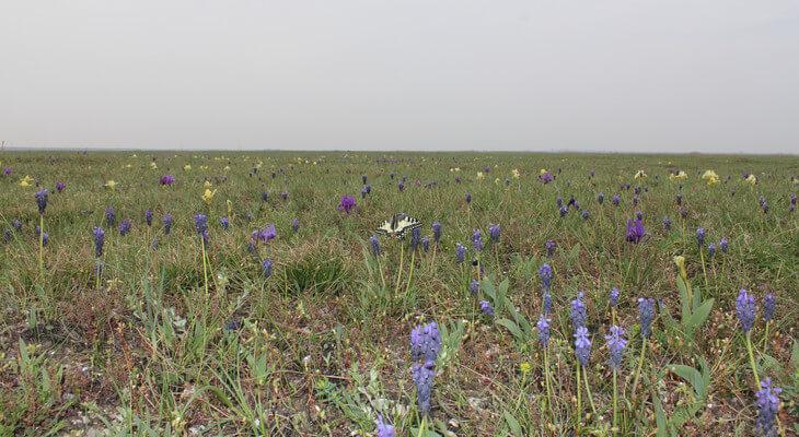 Schotter-Trockenrasen mit Blütenvielfalt im Frühling © Norbert Sauberer Blühende Vielfalt auf kargem Boden: Geophyten sind an die Trockenheit im Sommer angepasst