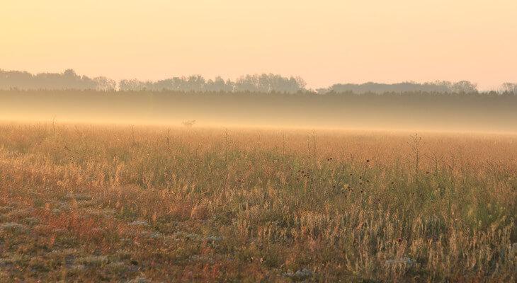 Schotter-Trockenrasen bei Morgendämmerung im Gegenlicht