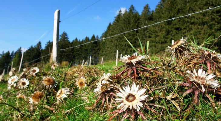 Auf Weiden findet die Silberdistel gute Bedingungen vor, weil das Vieh sie stehen lässt. © MM_photo/Stock Foto Auf Viehweiden findet die Silberdistel gute Bedingungen vor, weil das Vieh sie stehen lässt.