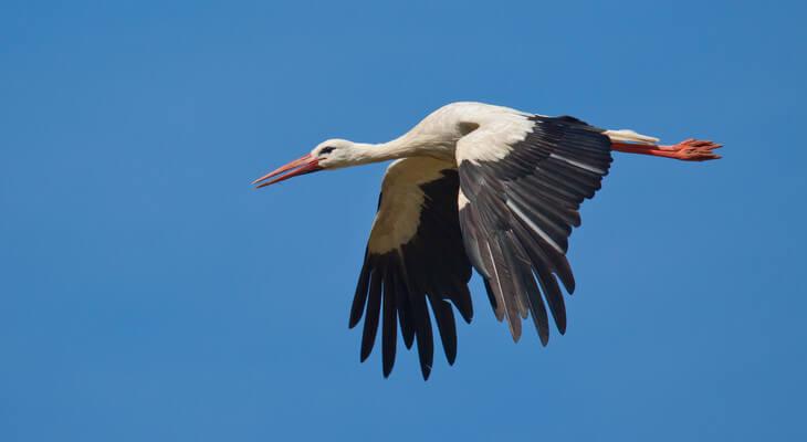 Mit seinen langen breiten Flügeln ist der Weißstorch ein guter Langstreckenflieger.
© Mit seinen langen breiten Flügeln ist der Weißstorch ein guter Langstreckenflieger.
Tierstimmen erkennen