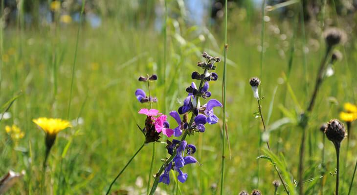Wiesen-Salbei und Nelken komplettieren die wunderbare Farbenwelt der Blumenwiesen. © Blühendes Österreich Wiesen-Salbei und Nelken komplettieren die wunderbare Farbenwelt der Blumenwiesen.