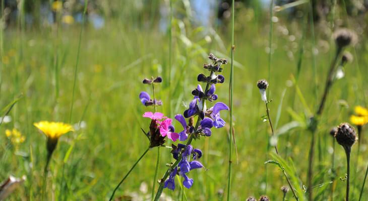 Wiesen-Salbei und Nelken komplettieren die wunderbare Farbenwelt der Blumenwiesen.