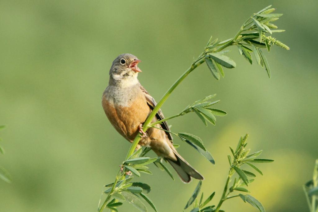 Zehn gefährdete und seltene Vogelarten (c) Michael Dvorak