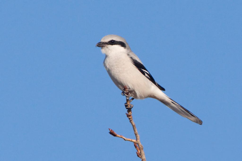 Zehn gefährdete und seltene Vogelarten (c) Michael Dvorak