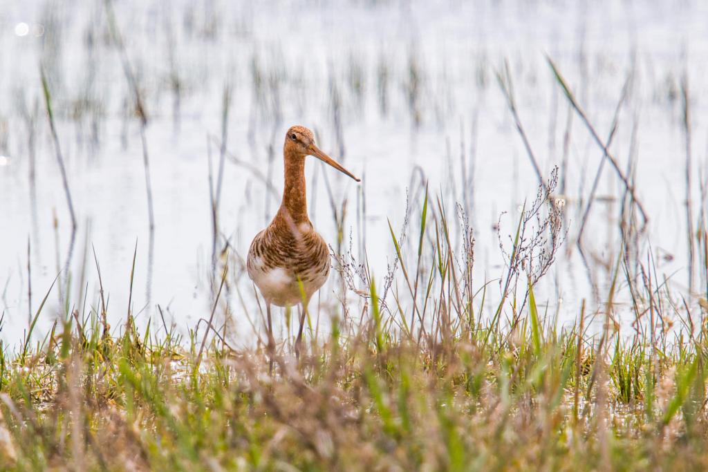 Zehn gefährdete und seltene Vogelarten (c) Assil_Hannah